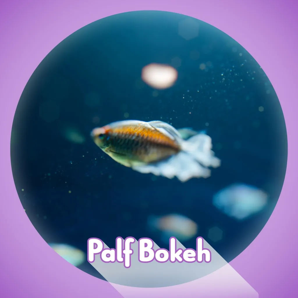 Palf Bokeh